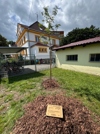 jeřabina